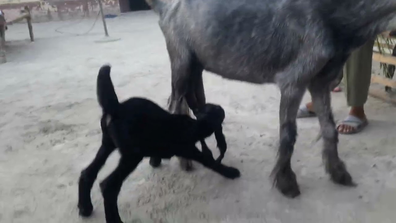 Dera Din Panah Goat Feeding Their Kid| DDP Goat Breed