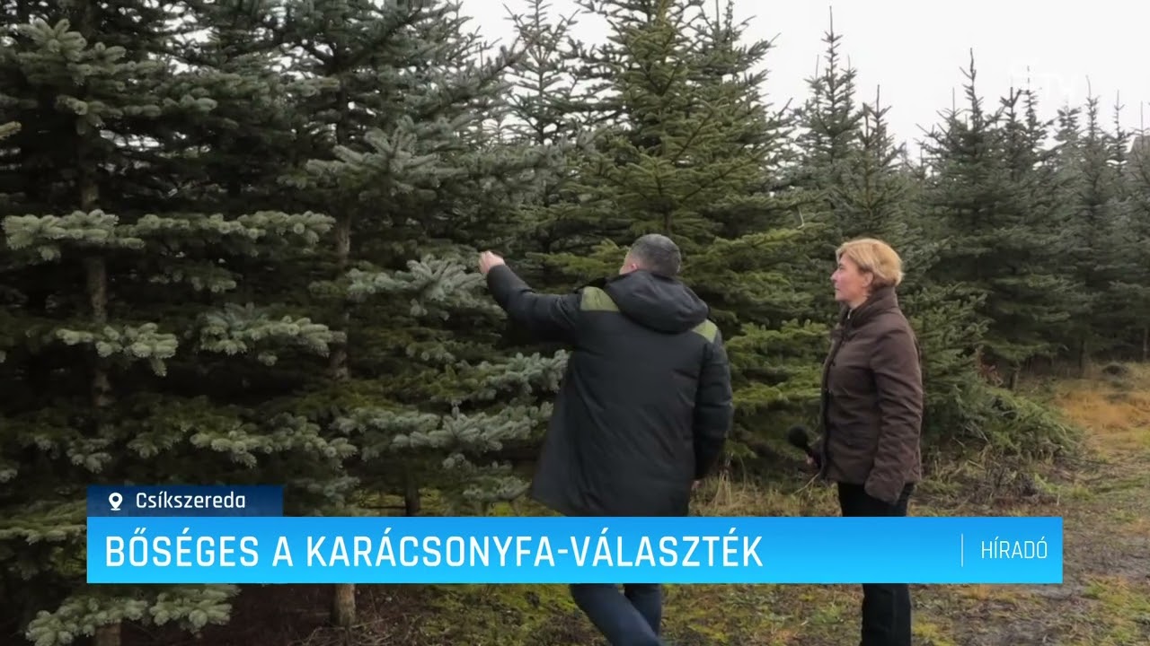 Bőséges a karácsonyfa választék – Erdélyi Magyar Televízió