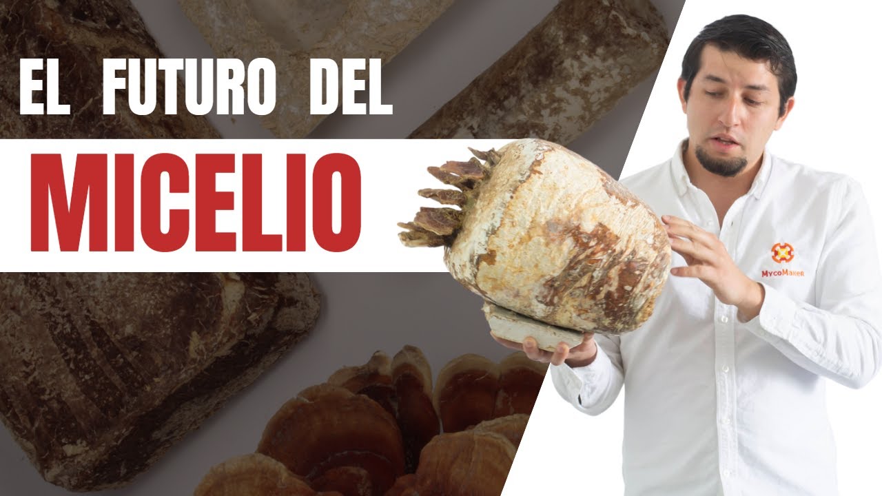 Webinar: El biomaterial del futuro🍄  | Micomateriales | Mycomaker