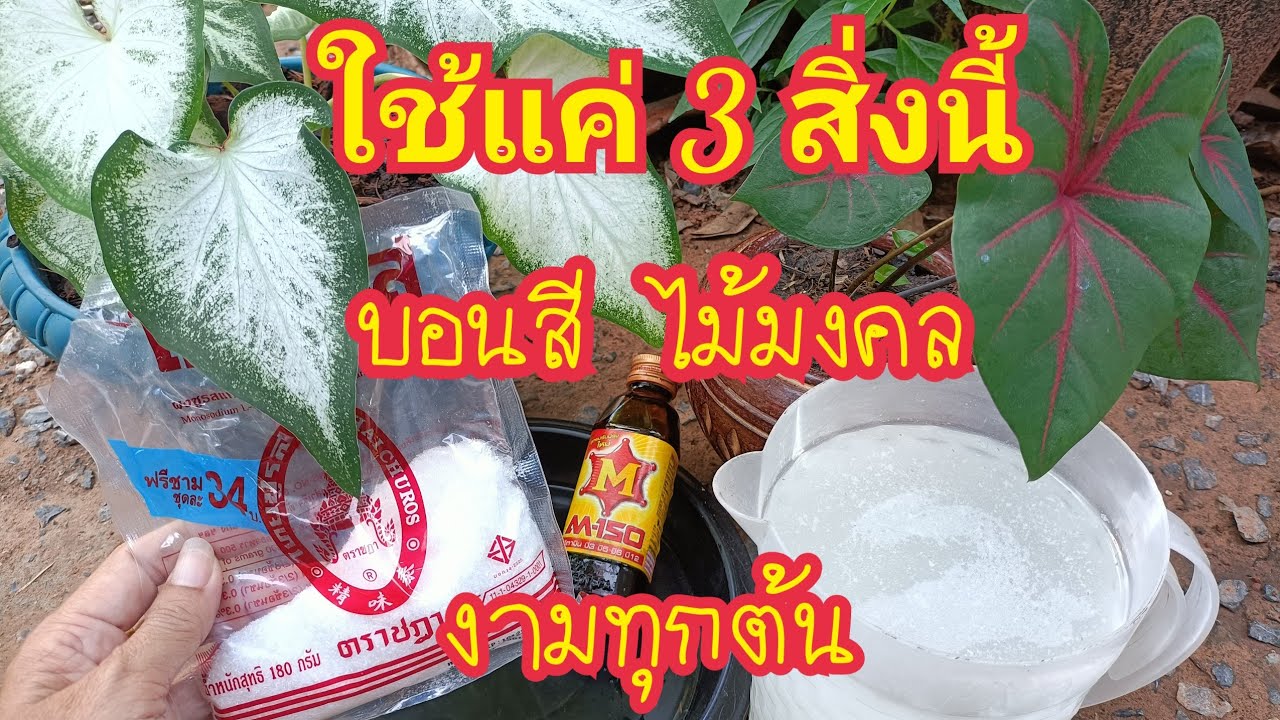 เคล็ดลับง่ายๆ!!บอนสีไม้มงคลแตกกอไว โตเร็ว สีสวยสด เห็นผล 100%สาคู channel