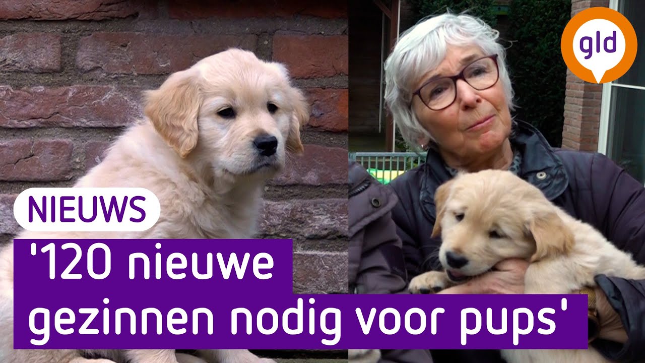 Deze schattige hulphondjes zoeken met spoed een pleeggezin