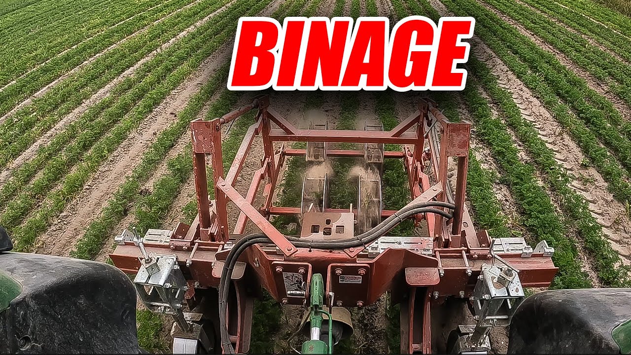 BINAGE des dernières CAROTES qui ont étaient ré-semées 