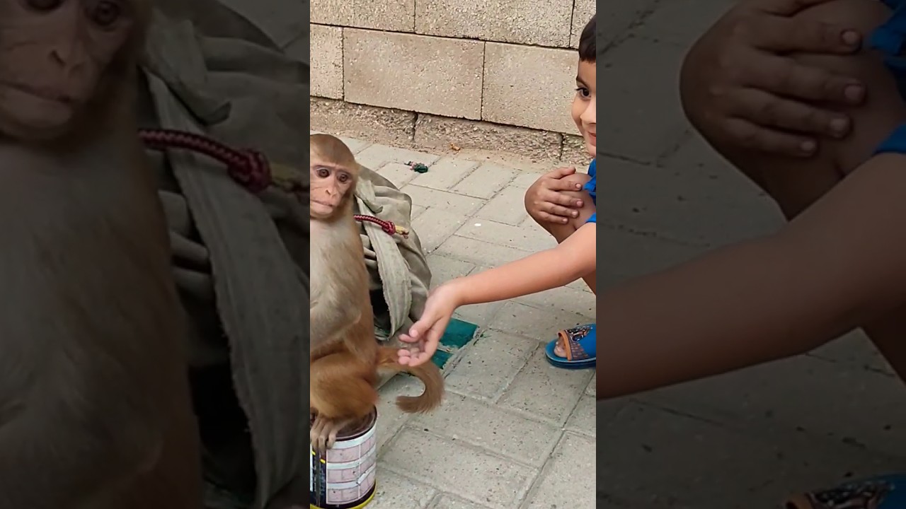 Baby Monkey gets a little confused when kid pets him