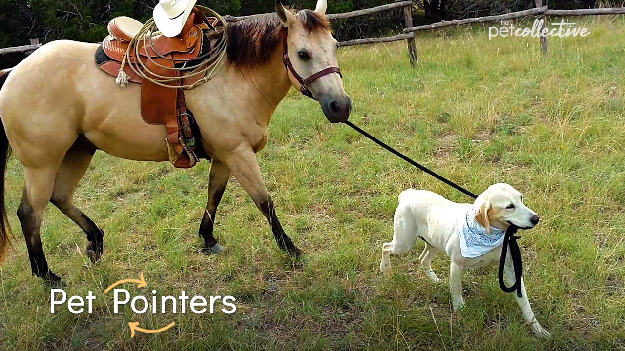 How To Stop Leash Pulling | Pet Pointers