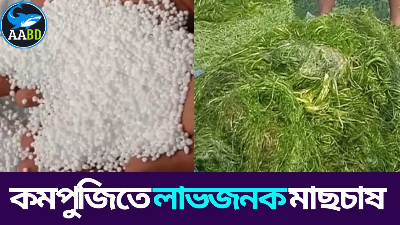 পুকুর আছে কিন্তু পুজির অভাবে মাছচাষ করতে পারছেন না?? আপনার জন্য কমপুজিতে লাভজনক মাছচাষ পদ্ধতি