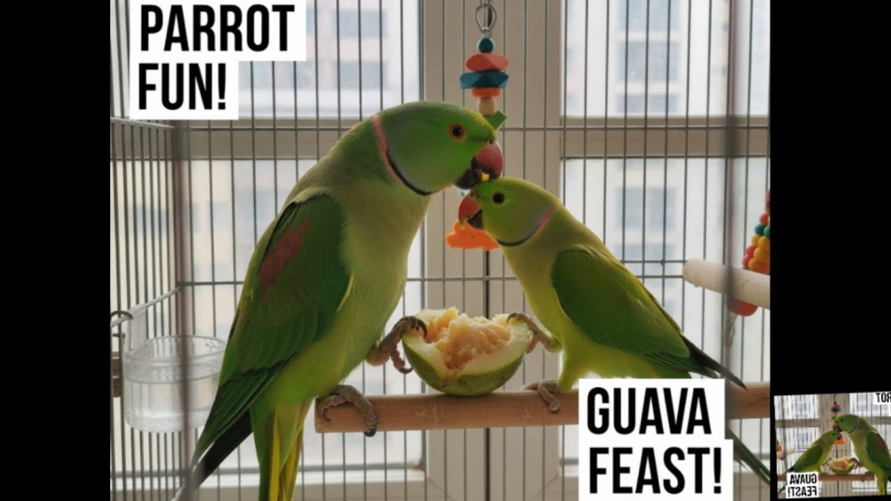 Parrot Speaking 🗣️ And playing 🦜 | Eating Guava 🍐🍉