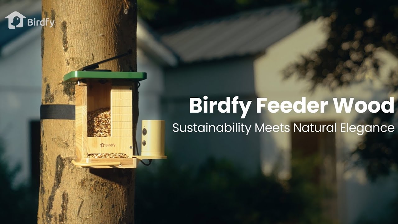 Birdfy Feeder Wood: Деревянная кормушка для птиц на солнечной батарее с камерой | Замедленная съе...
