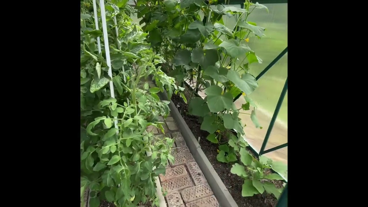 Парник с апреля до начало июля, доделки, рассада и недостатки