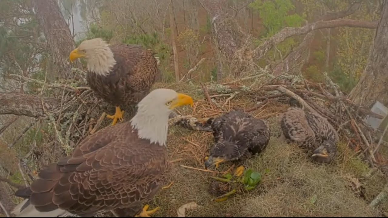 Alex II brings fish and Andria III feeds the eaglets | Kisatchie National Forest E-3 | Mar 8, 26