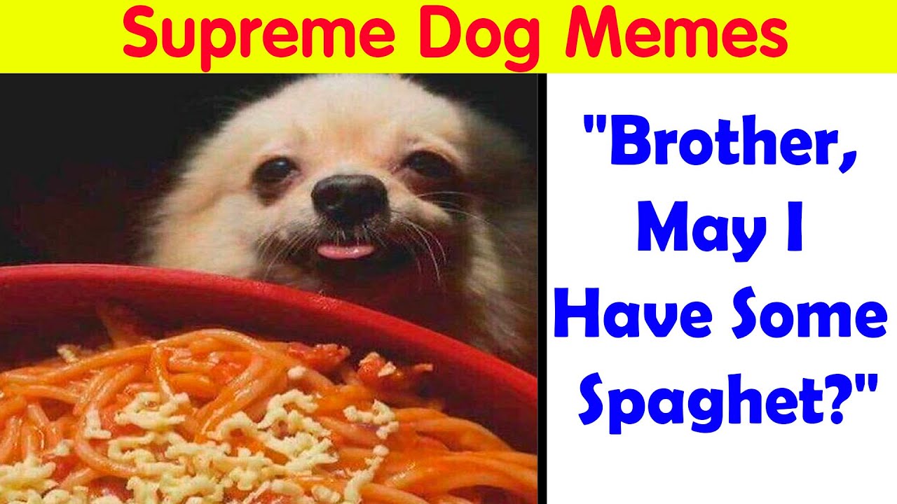 Funny Dog Memes That Have No Business Being So Relatable