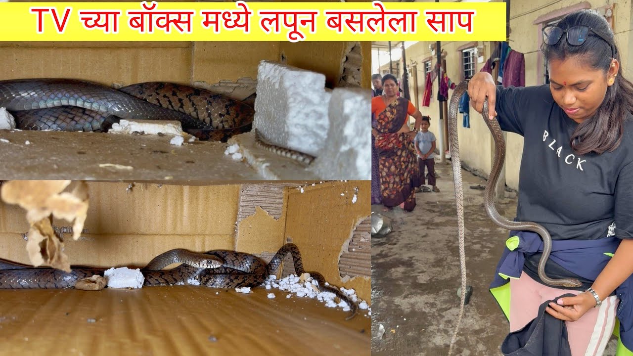 😳घरामध्ये TV च्या बॉक्स मध्ये लपून बसलेला साप😱