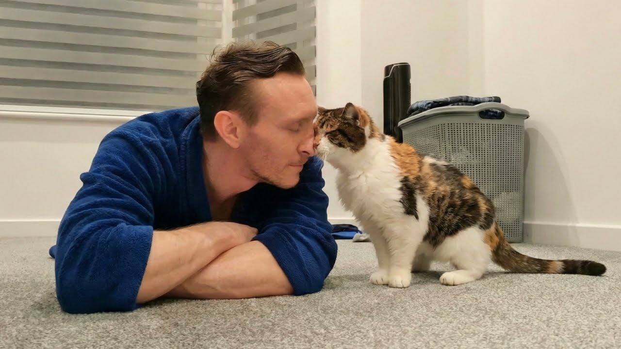 When A Cat Picks You As His Favorite Persons 😻 Cute Cat and Human Moments