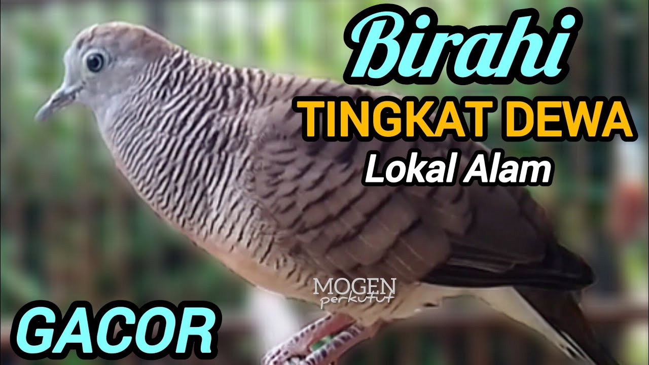 Perkutut Lokal Gacor Suara Super Besar || Birahi Tingkat Dewa || Bikin Emosional Lawan Naik 