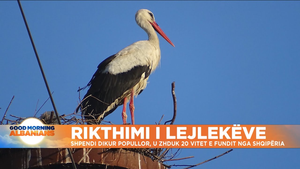 Rikthimi i lejlek&euml;ve | Shpendi dikur popullor, u zhduk 20 vitet e fundit nga Shqip&euml;ria