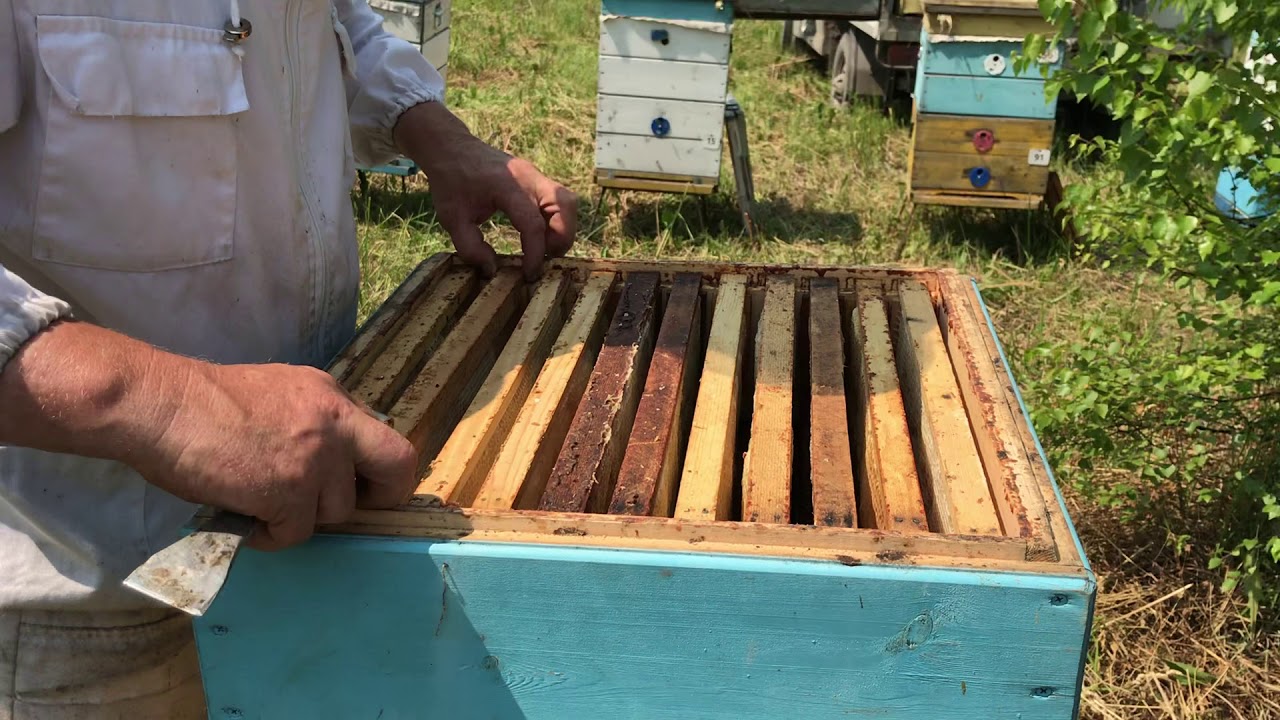 Привесы растут. Расширяем магазинами.
