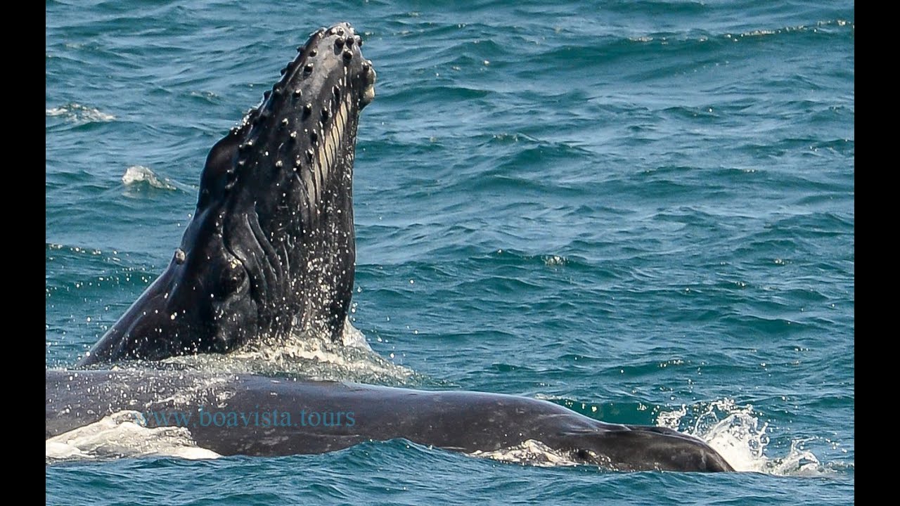 Whalewatching 2021 Boa Vista Cape Verde