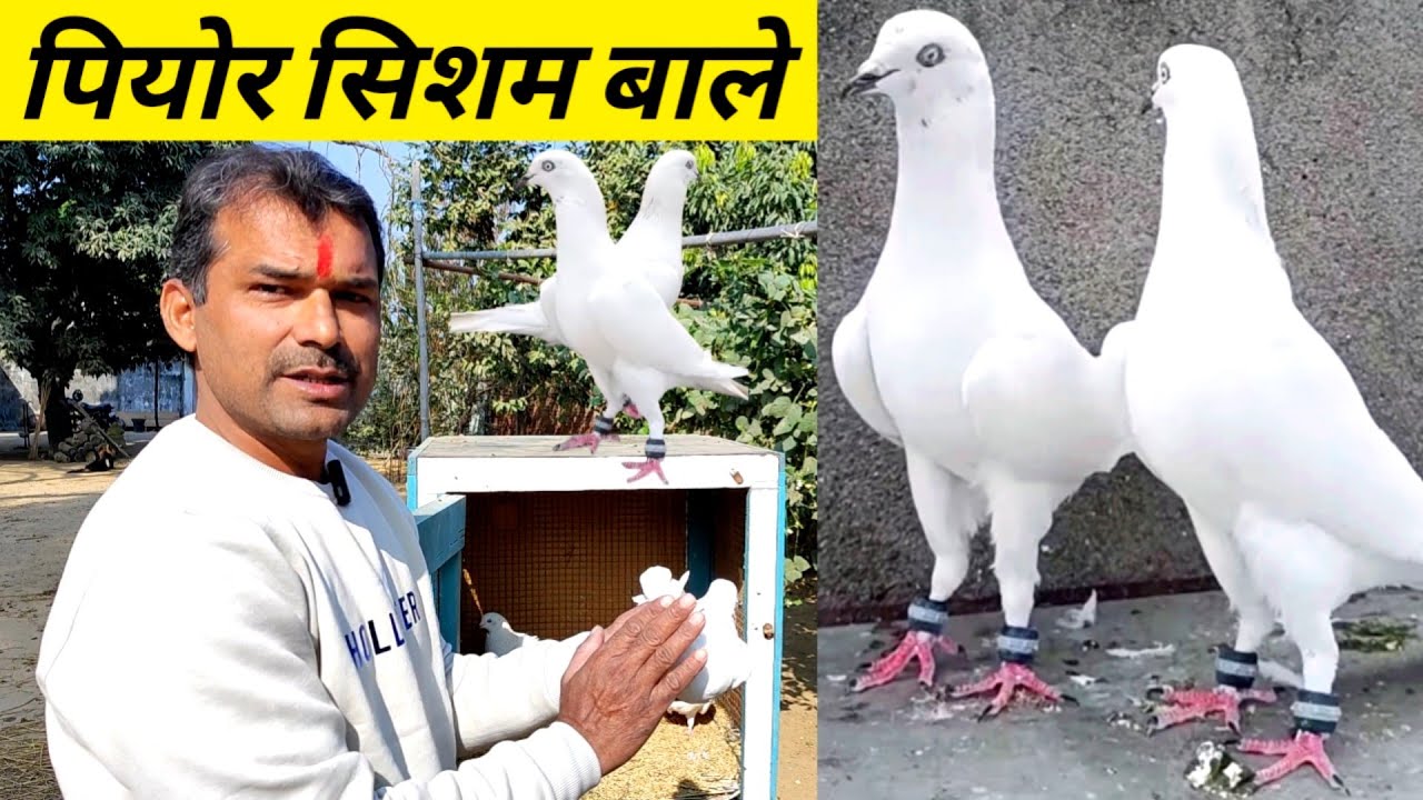 Full White Kabootar ! ! Sambhal Wale Kabootar ! ! Arshad idrisi Pigeon•••