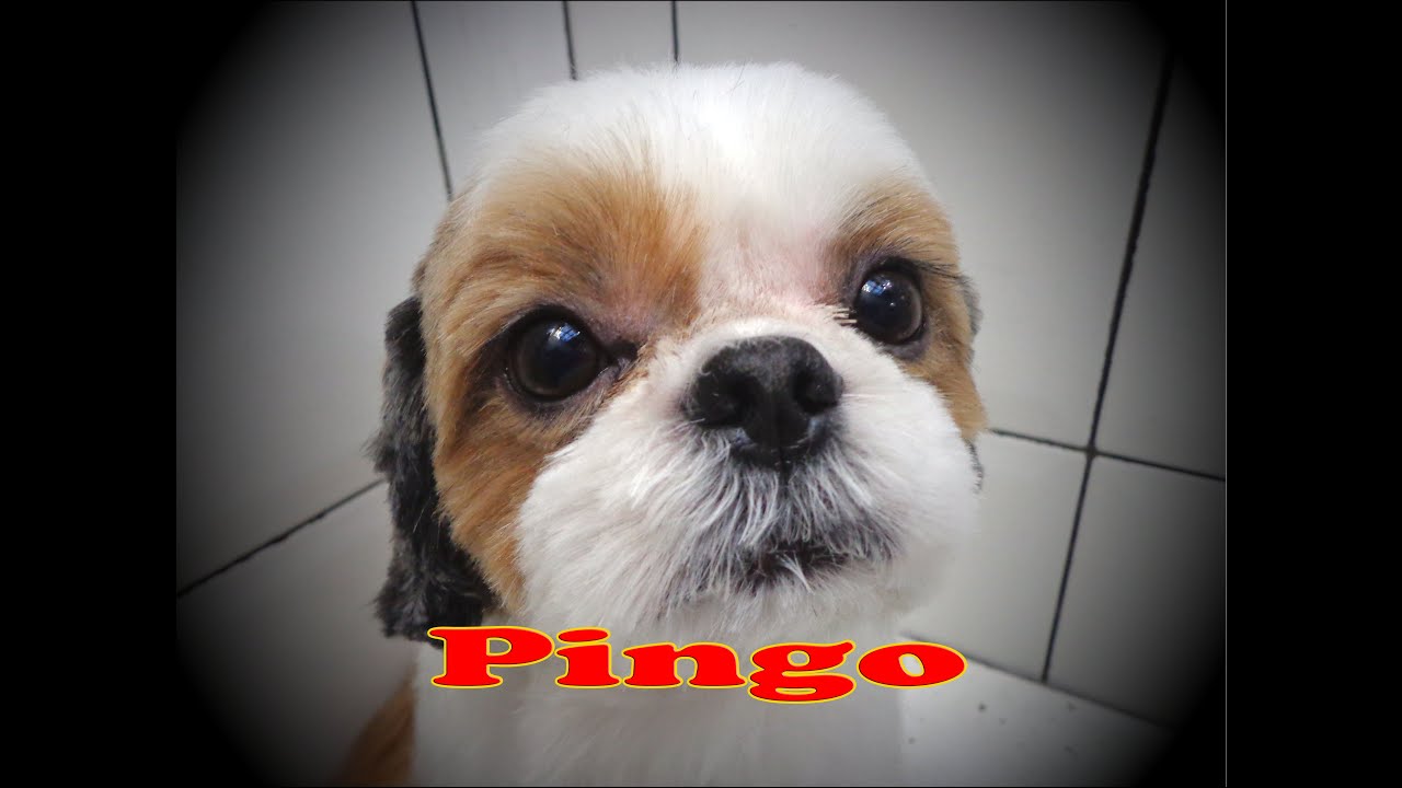 Tosa Bêbe shihtzu