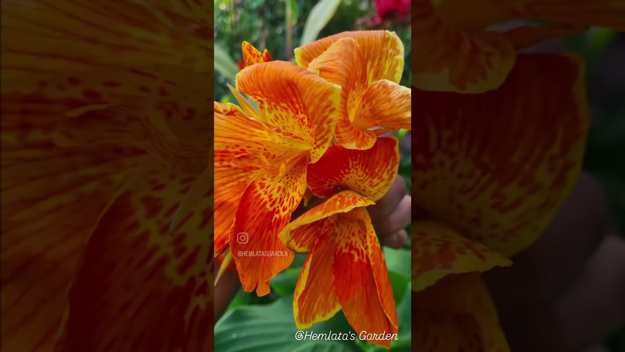 #Canna #Carnival #Garden #Flower #Perennial #landscaping #beautiful #nature
