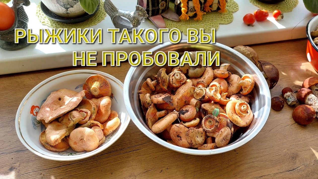  РЫЖИКИ,СБОР И ПРИГОТОВЛЕНИЕ  ОБАЛДЕННОГО БЛЮДА