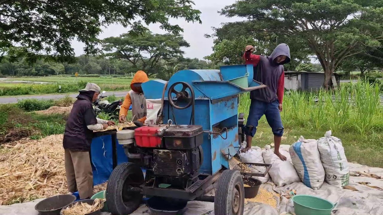 AWESOME! SMART FARMER SHELLS HUNDREDS OF CORN USING MODERN THRESHING MACHINE - Agriculture Gardening