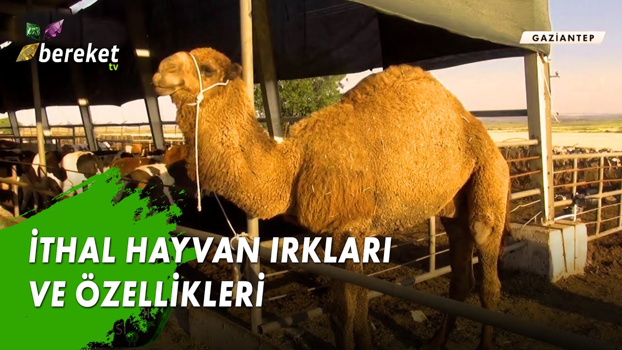 Hayvancılık Dünyası - İthal Hayvan Irkları ve Özellikleri