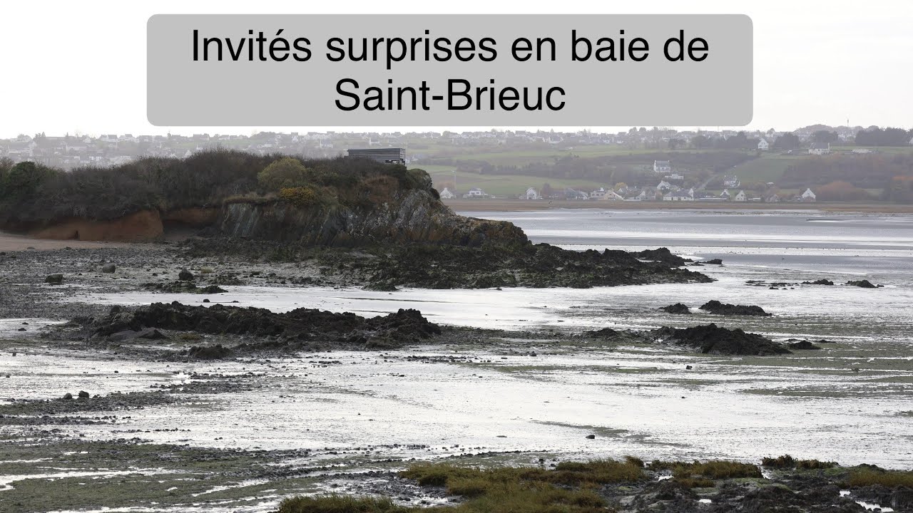 Observation inattendue en baie de Saint-Brieuc - photographie animalière 