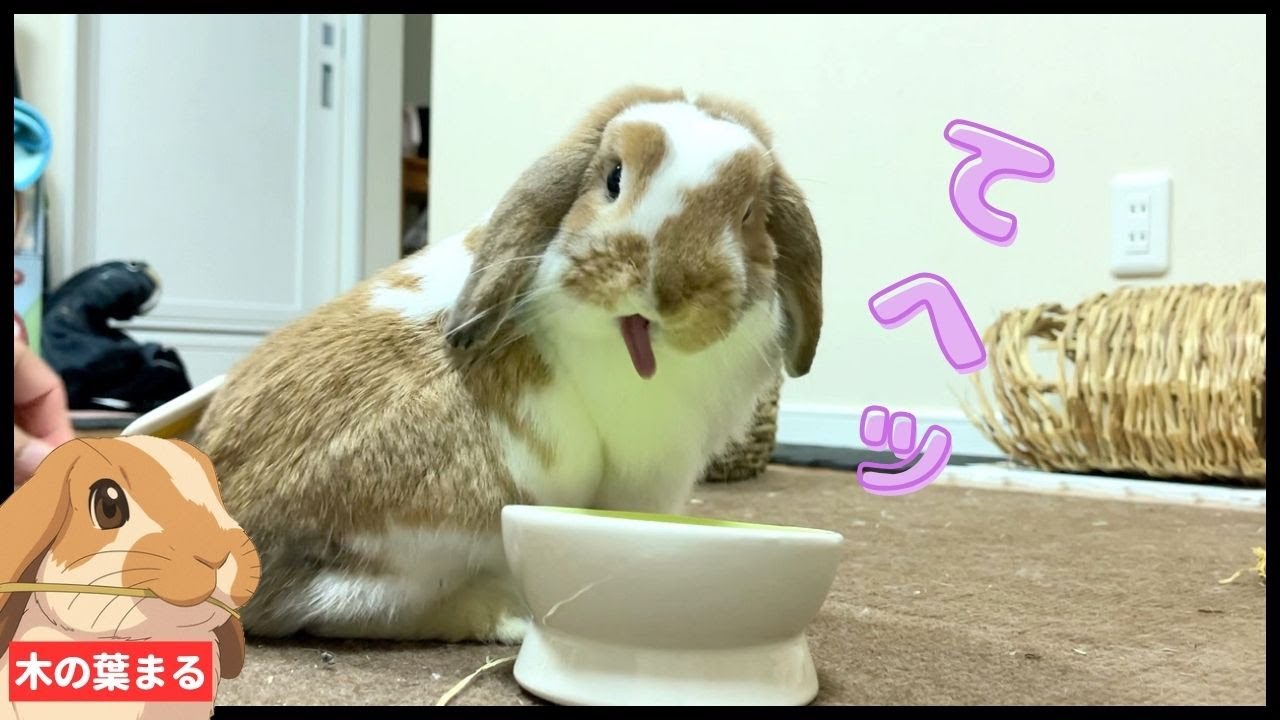 今日の癒し｜たれ耳うさぎの毛づくろいサポート【ロップイヤー】