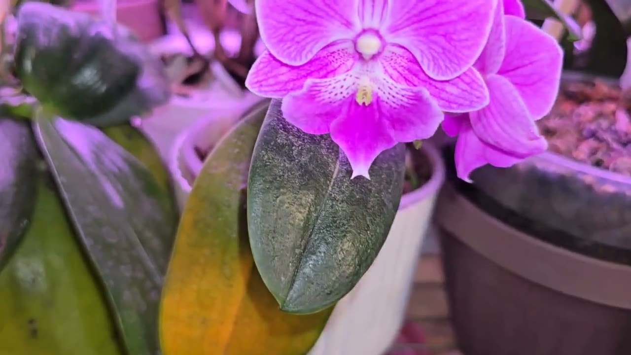 Phal Friday! With lava rock repot at end!