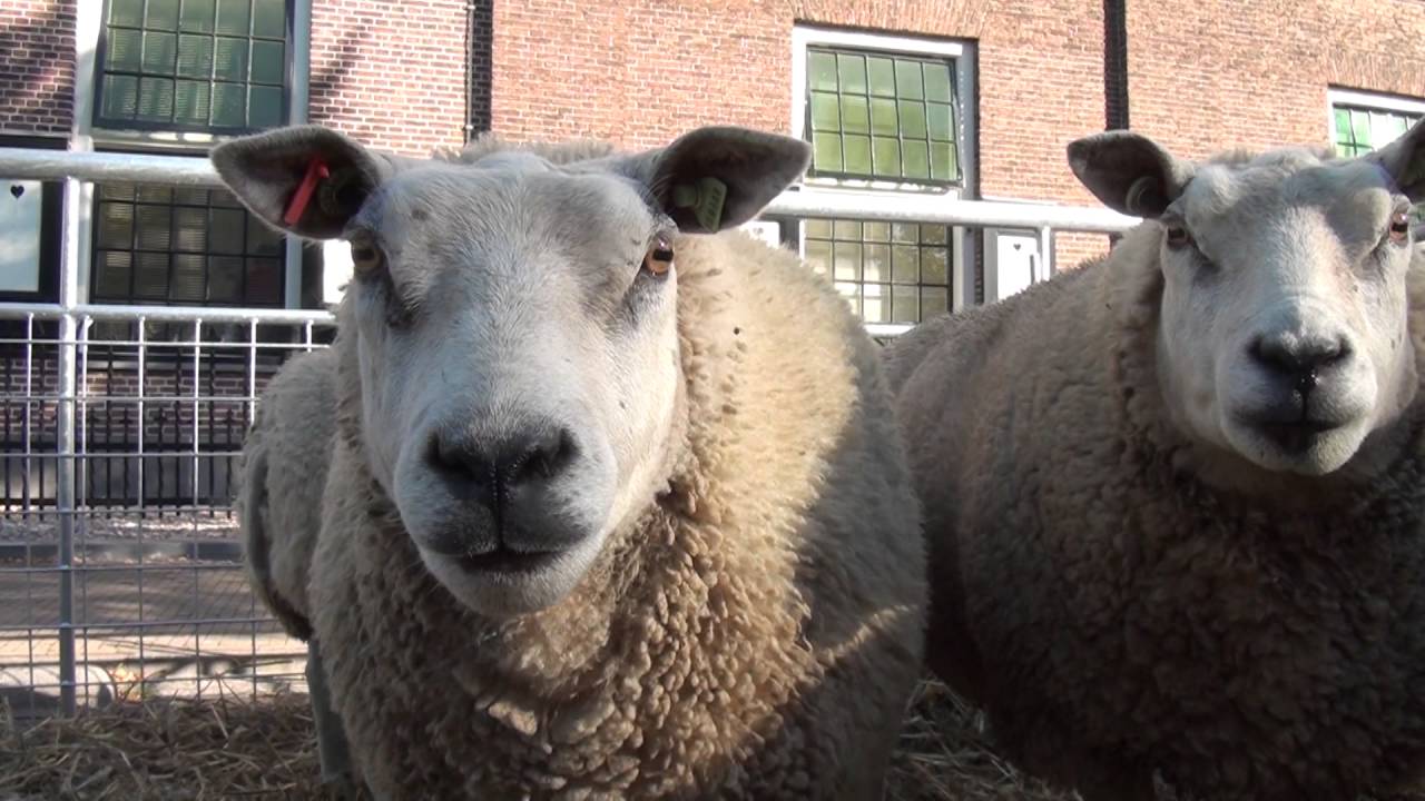 GPTV: Bolletongersdei weer druk bezocht