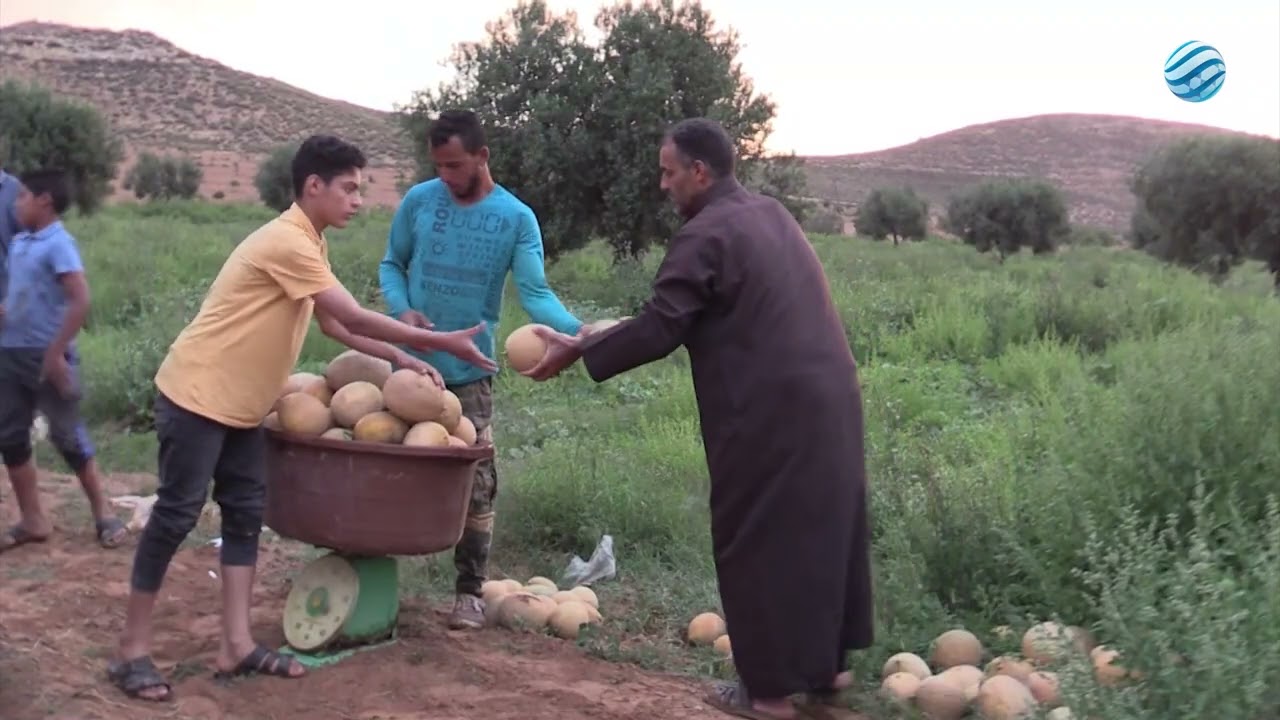 مزارع ترهونة.. بدء موسم جني 