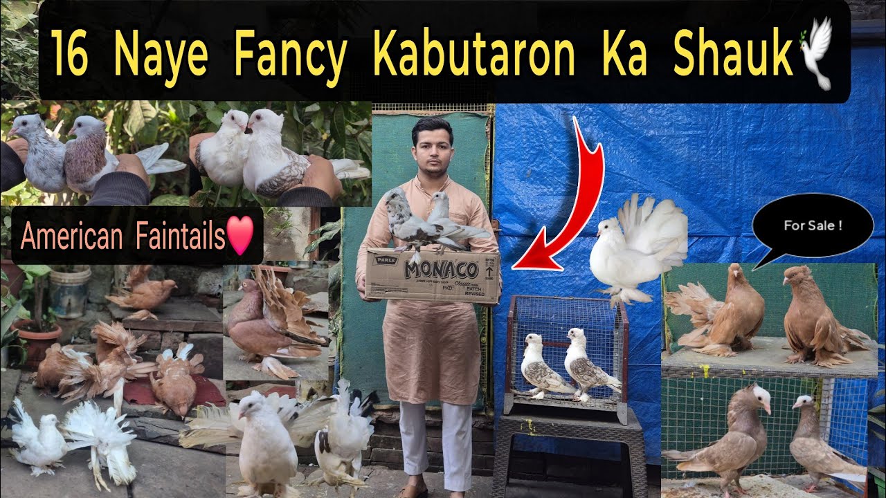 16 New Fancy Pigeons Ka shoq!😍🕊