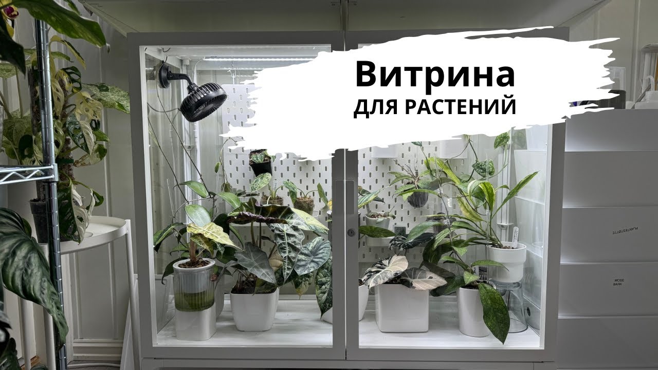 Витрина для растений // Как устроена // Что в ней растет