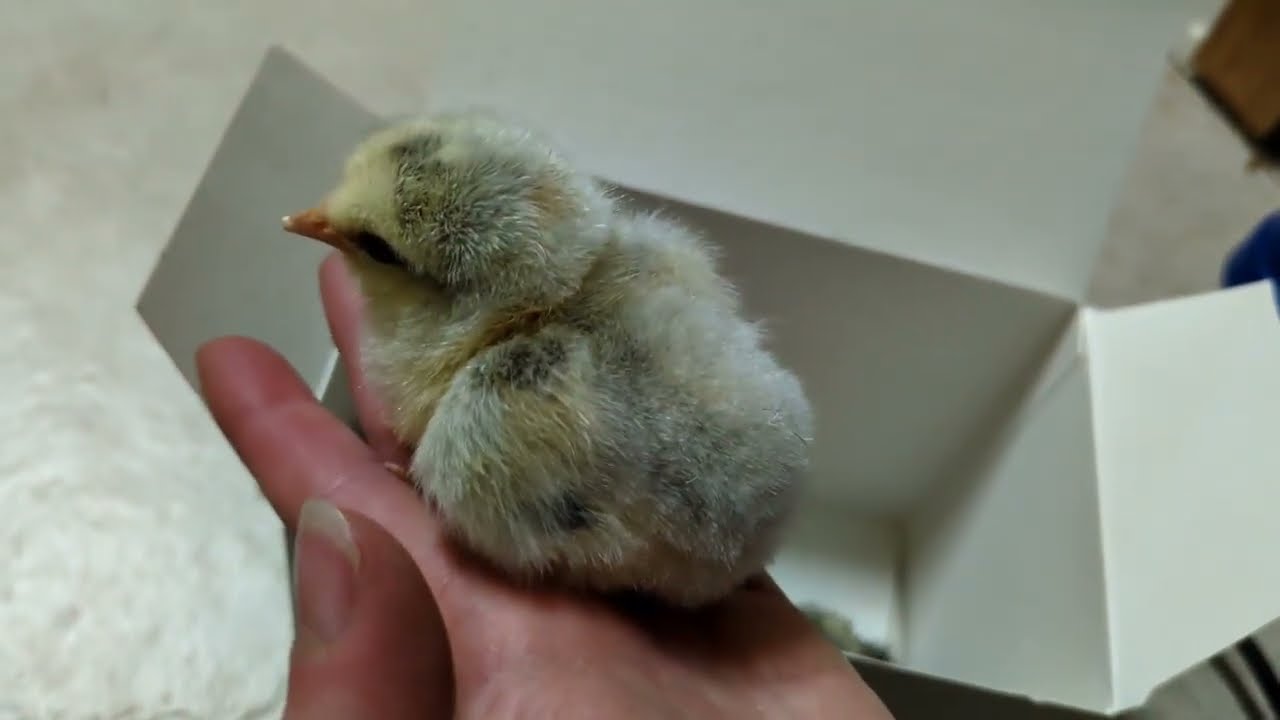 Eclosion janvier 2026, poussins comtois et cailles du japon.
