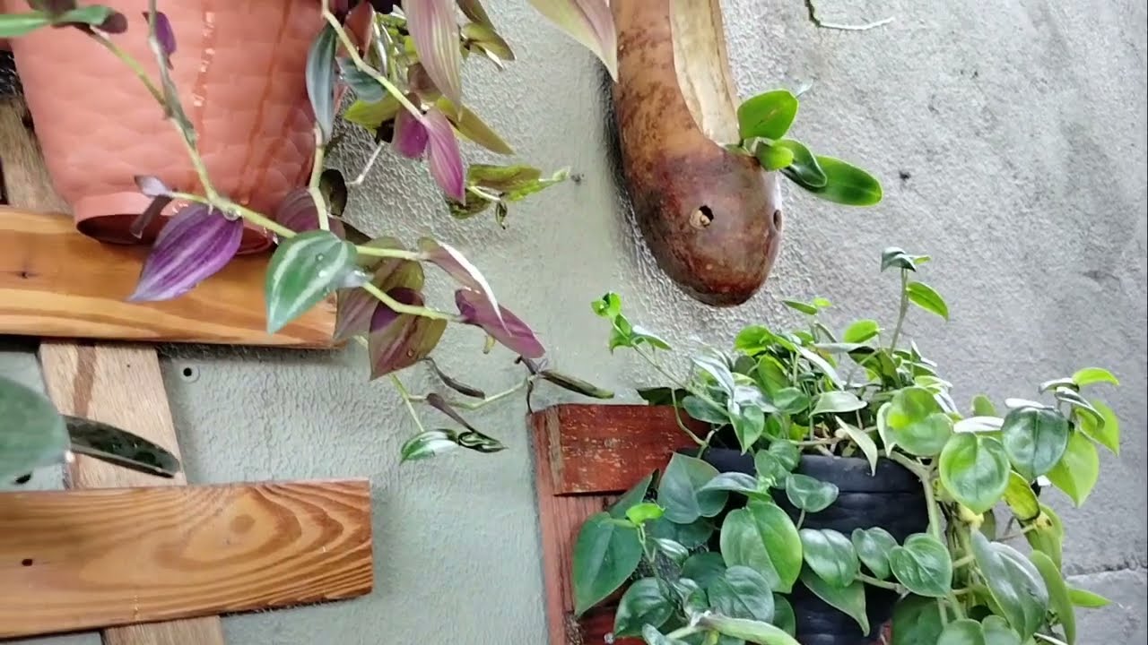 Cuidando do lar, plantas, transformação e virtude / Daily Vlog