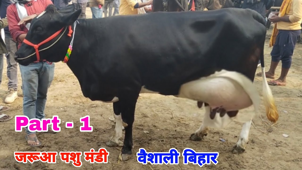 जरूआ पशु मंडी वैशाली बिहार से जाने जग्गू भाई के दुधारू गाय का डिटेल किसान भाईयों. JARUA PASHU MANDI 