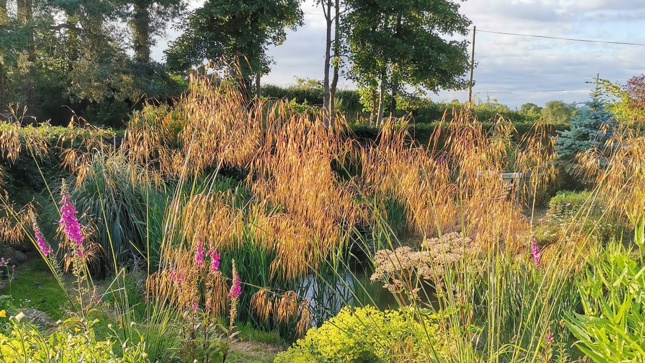 Make more of your favourite plants for free! - Stipa Gigantea (Golden Oats Grass)