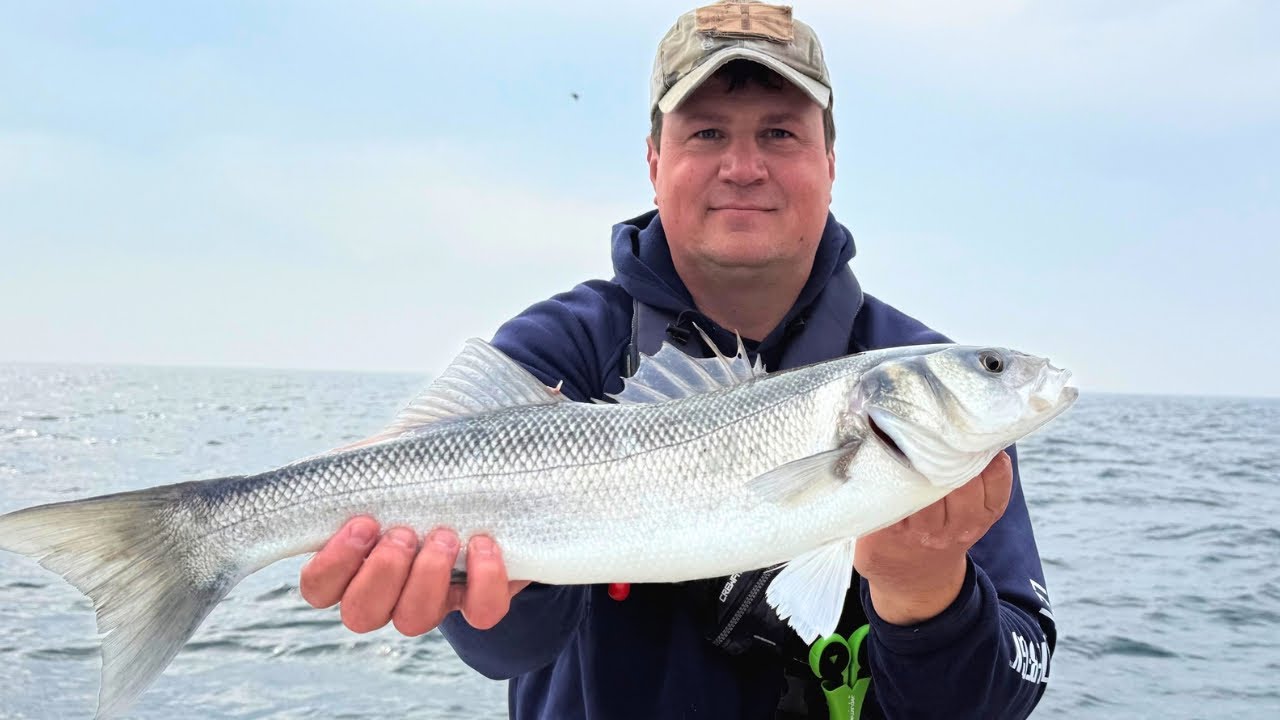 Targeting Big Pollack & Bass with Sidewinder Lures Offshore