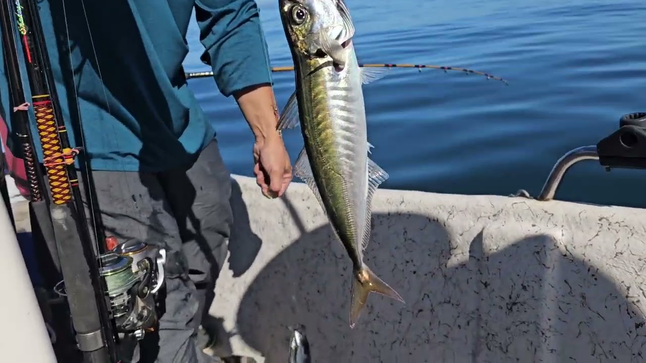 20240902 Monterey mackerel fishing S23 1 First fish of Day and Confused !