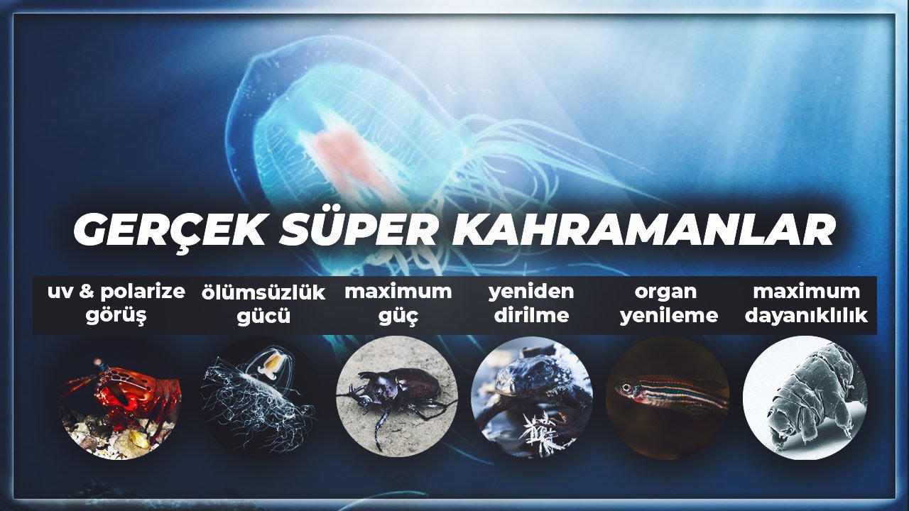 Gerçek Süper Kahramanlar Aramızda | İnanılmaz Özellikleri Olan Canlılar