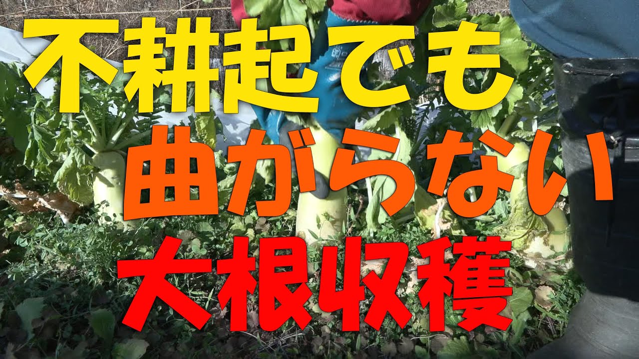 【大根】不耕起でも曲がらない大根収穫