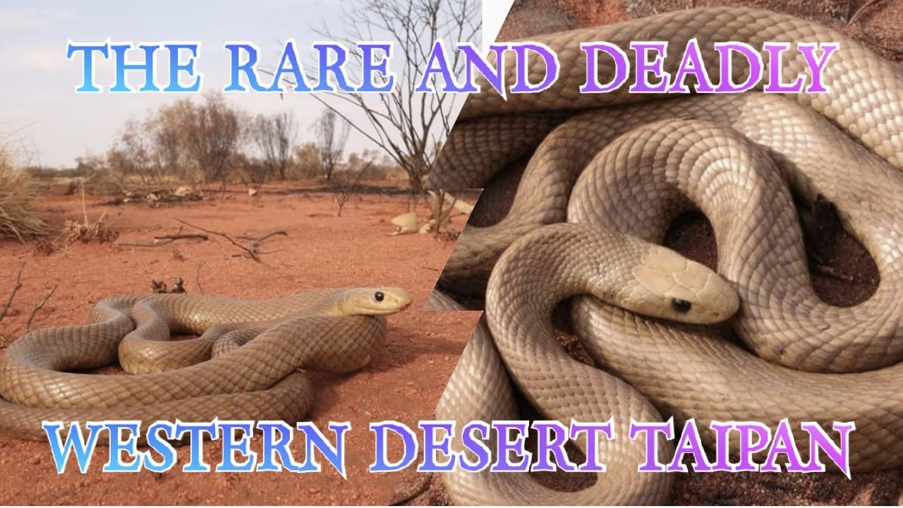 I CAUGHT THE RAREST TAIPAN ON EARTH!