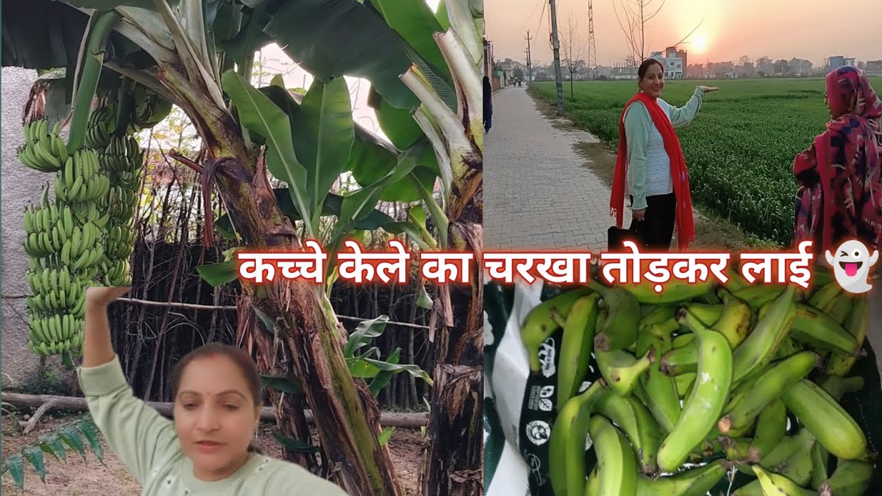 कच्चे केले तोड़कर लाईआज | kanji kis samay pini chahie#kanji#kelarecipe #kichengarden #smartwork 