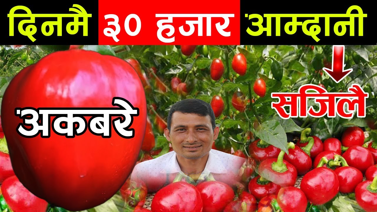 ‘अकबरेले एक दिनमै लगानी उठाइदियो’ झापाली किसान भन्छन्, ‘ दिनमै ३५ हजारको अकबरे बेच्छु’ ||kiranpaudel