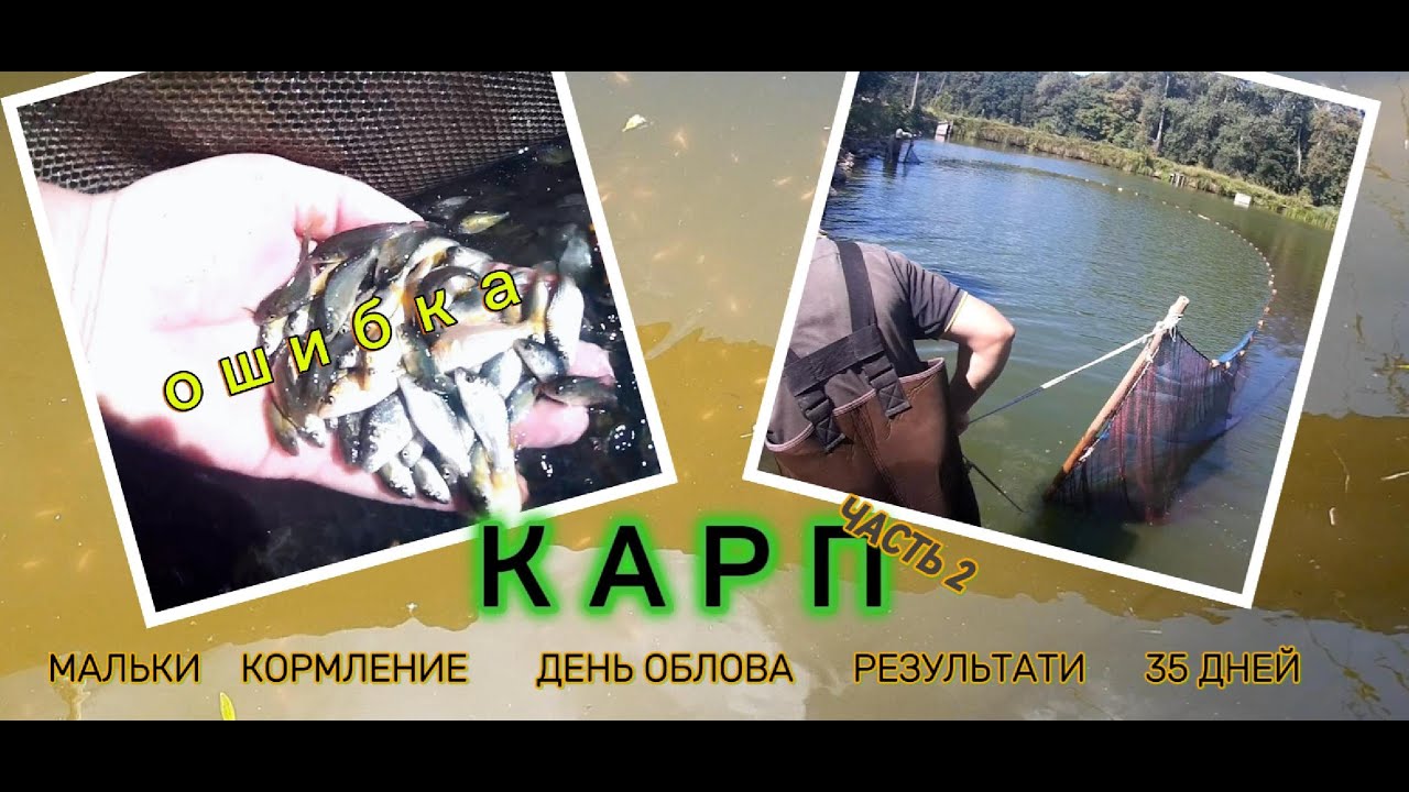 КАРП #подращивание личинки ЧАСТЬ 2 * Мои ОШИБКИ!  живой корм, облов  #рыбоводство #личинка