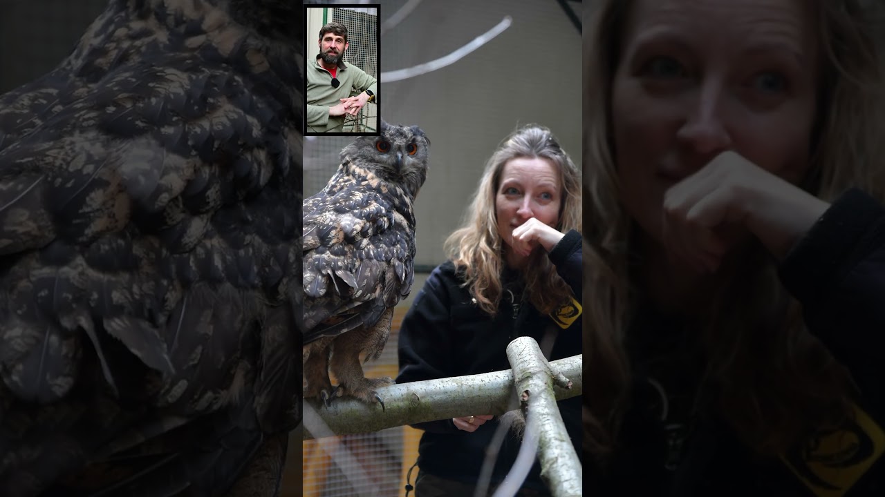 Dzika natura wie kto rządzi  #zwierzaki #animalhelp #birds #owl #zwierzęta #wildlife #ciekawostki