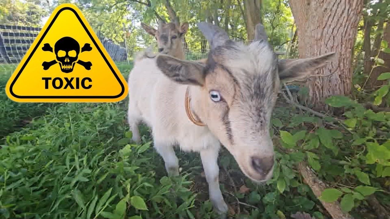 Moving Goats from a Toxic Plant