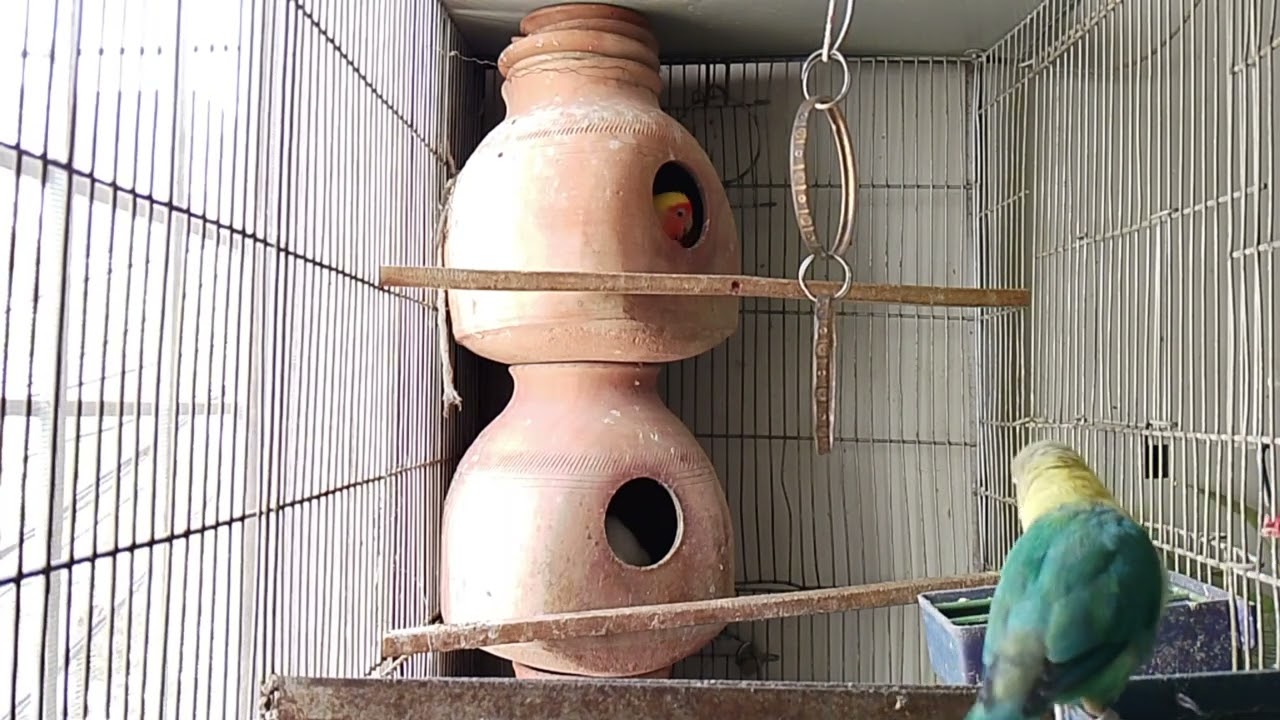 Lucky Lovebirds daily amazing moments forever 🥳🦜🐦🕊️