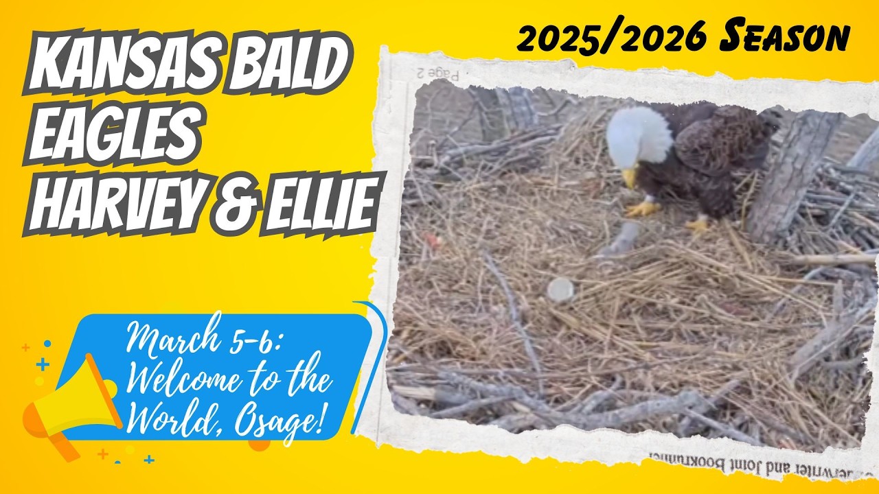Meet Osage! | Farmer Derek's Bald Eagles Harvey & Ellie (3/5–3/6)