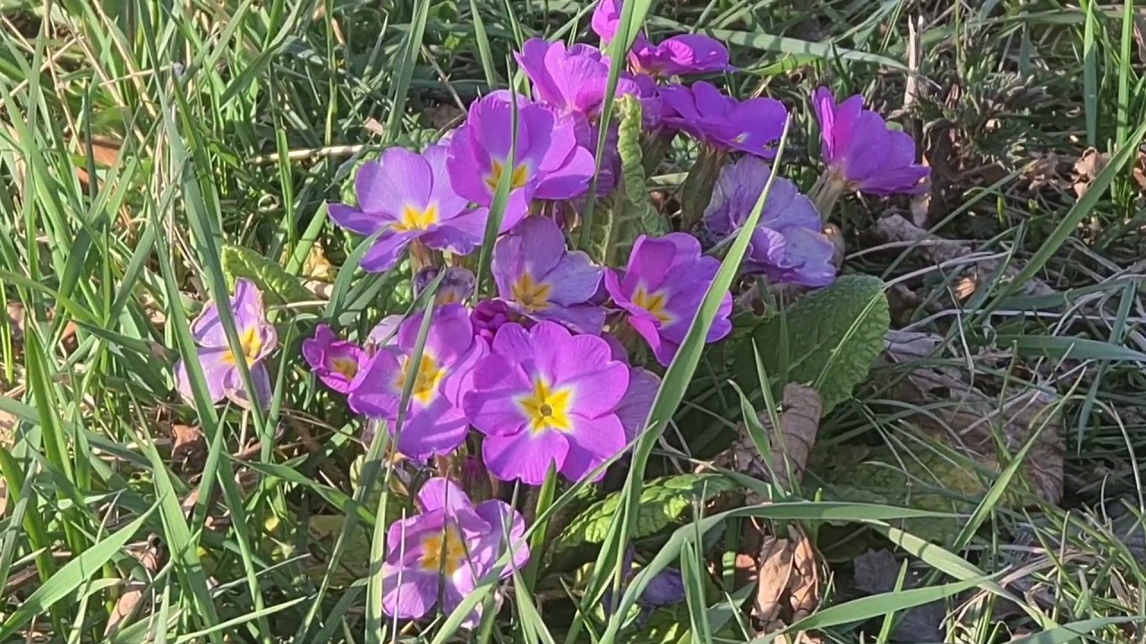 🇨🇭 First Walk in Spring 2021, Elfenau, Bern